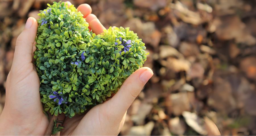 Two hands holding a heart shape made of fresh green leaves